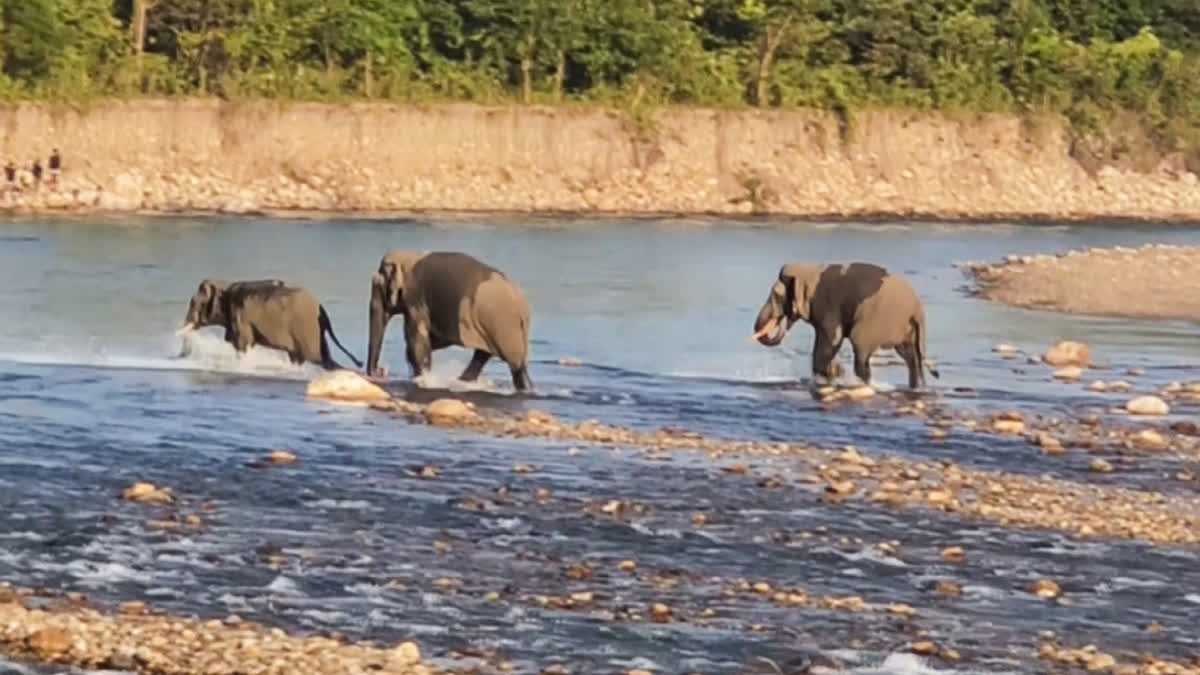 lephant herd moves from Nagrakata tea garden to Jaldhaka forest triggering panic among locals, in Jalpaiguri