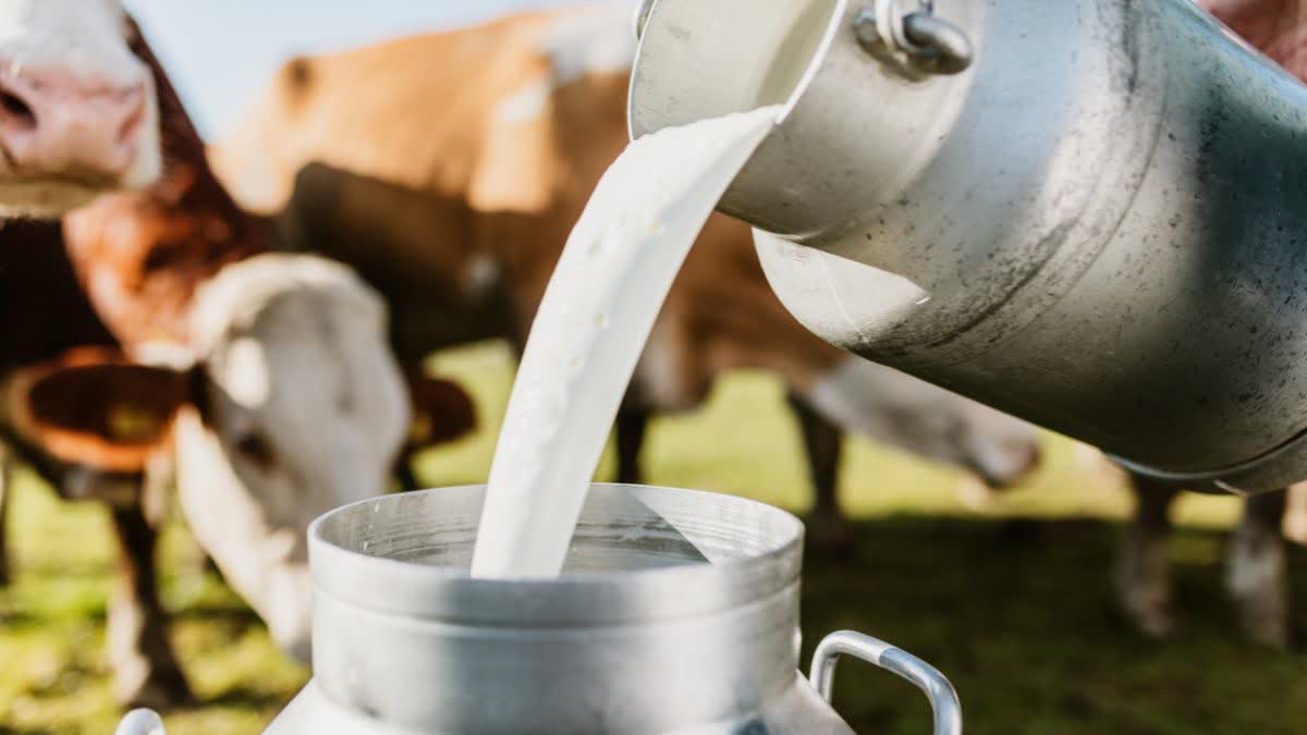 Ratlam milk prices reduce