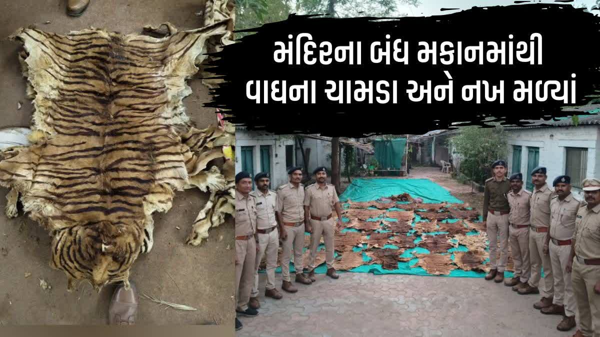 રાજપીપળામાં મંદિરના જૂના મકાનમાંથી વાઘના ચામડા અને નખ મળ્યા