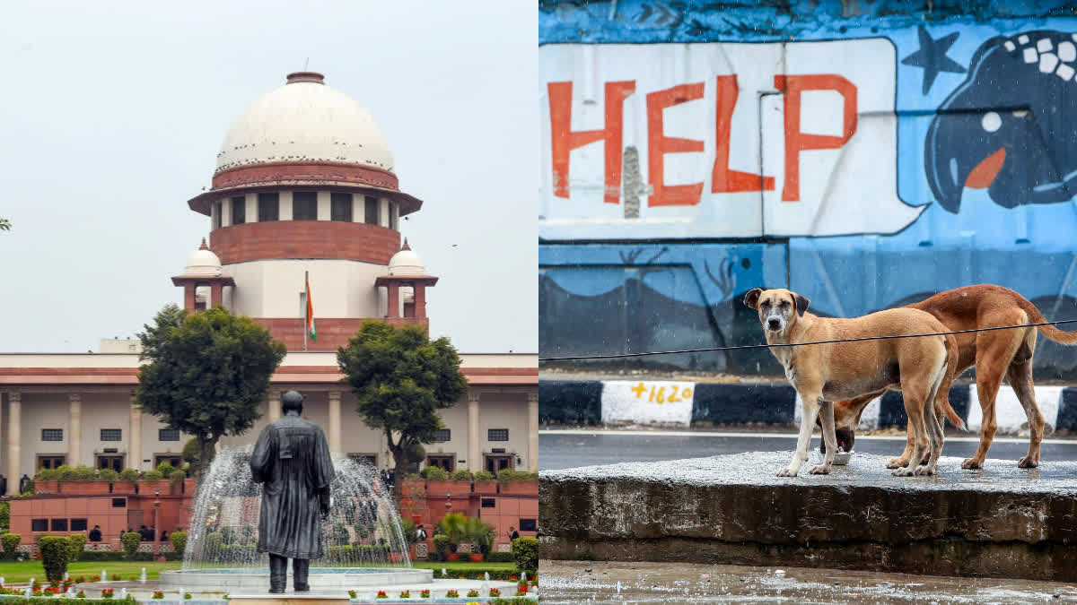 SUPREME COURT  STRAY DOGS  DOGS  HEALTH