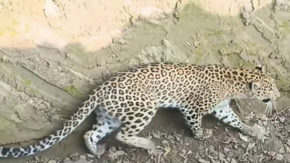 Leopard Captured in Cage