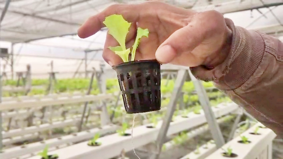 Cultivation Of Exotic Vegetables Being Promoted In Bihar's Nalanda