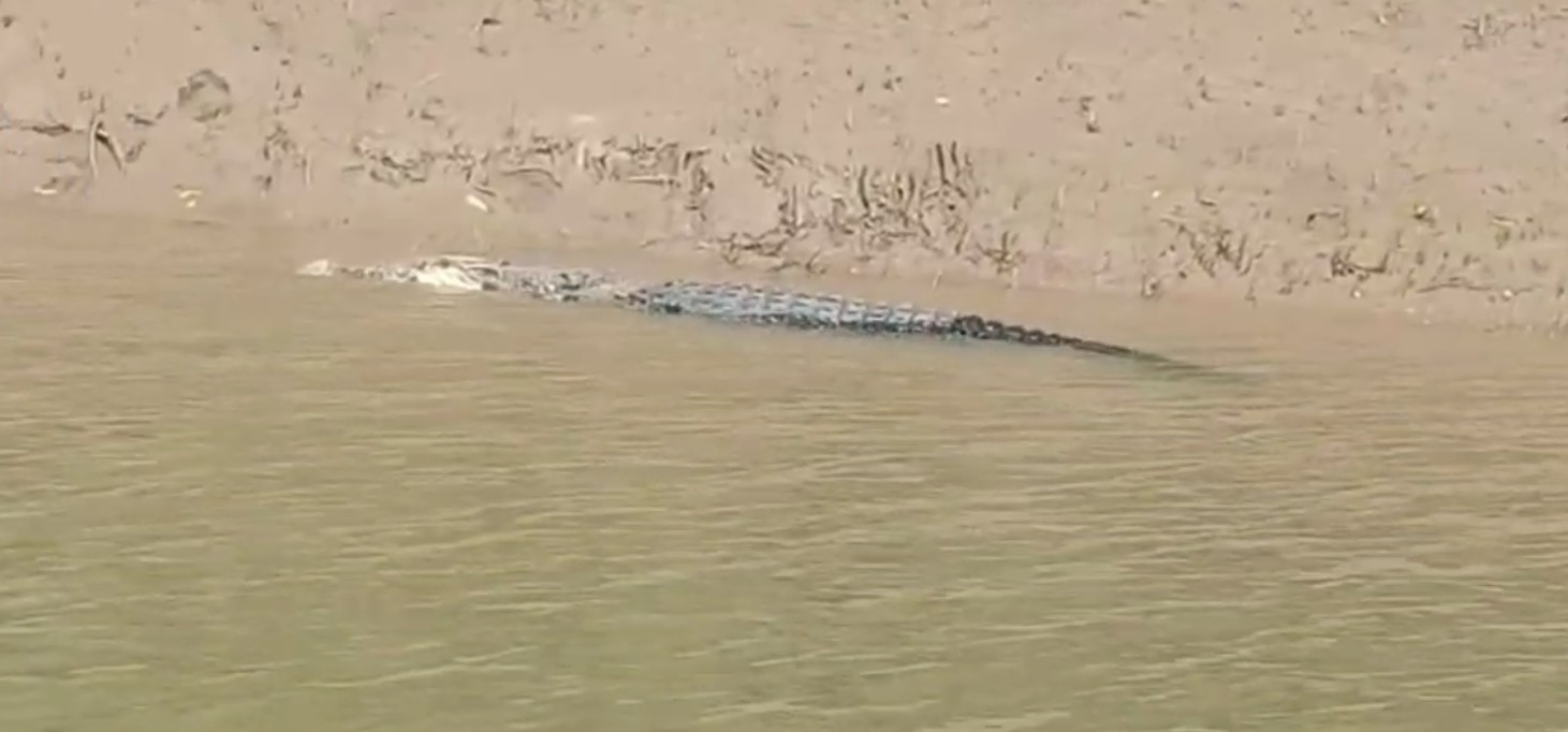 ଏହି ସମୟରେ ଦିନ ଓ ରାତିରେ କୁମ୍ଭୀର ଗଣନା କରିବା ପାଇଁ ସୁବିଧା ହୋଇଥାଏ ।