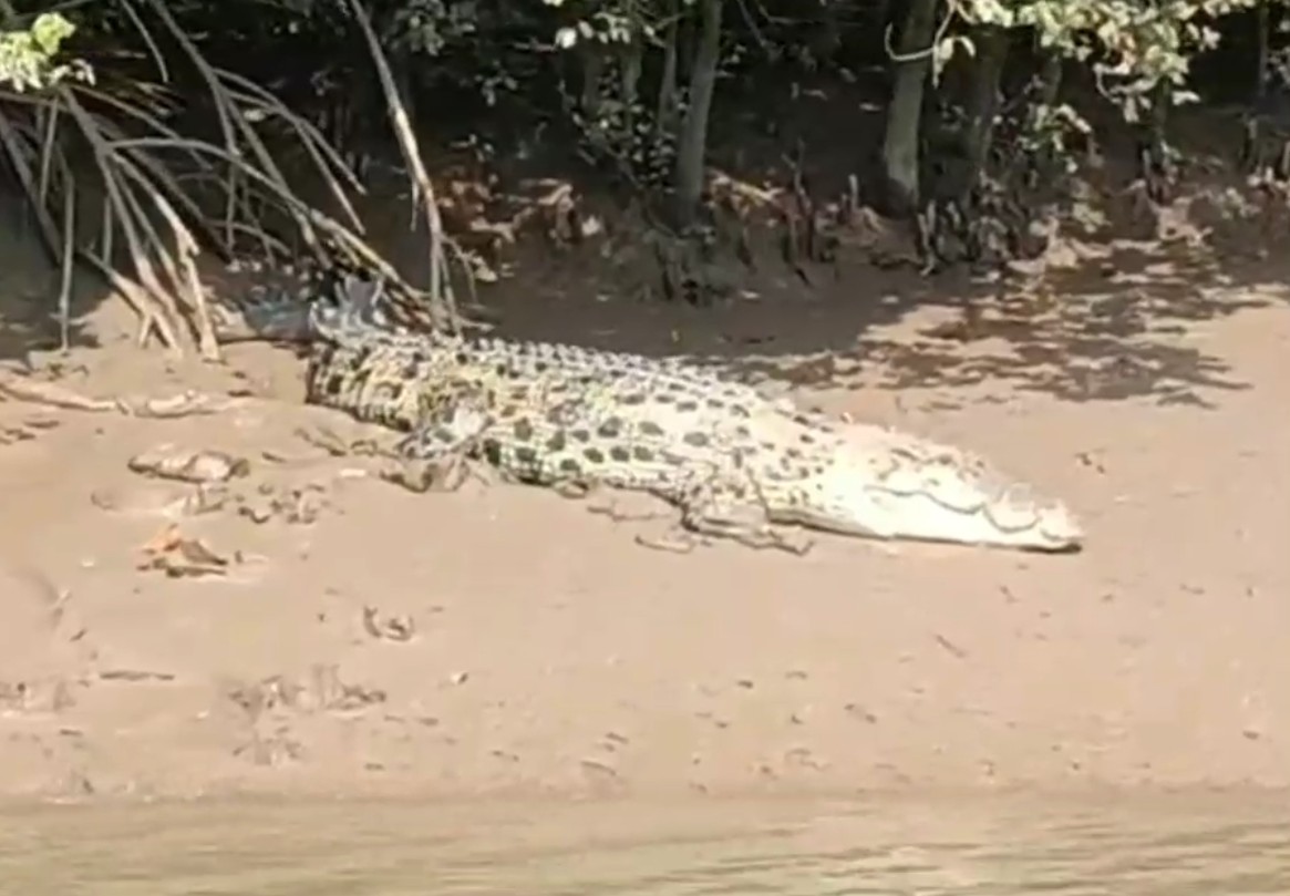 CROCODILE CENSUS IN BHITARKANIKA