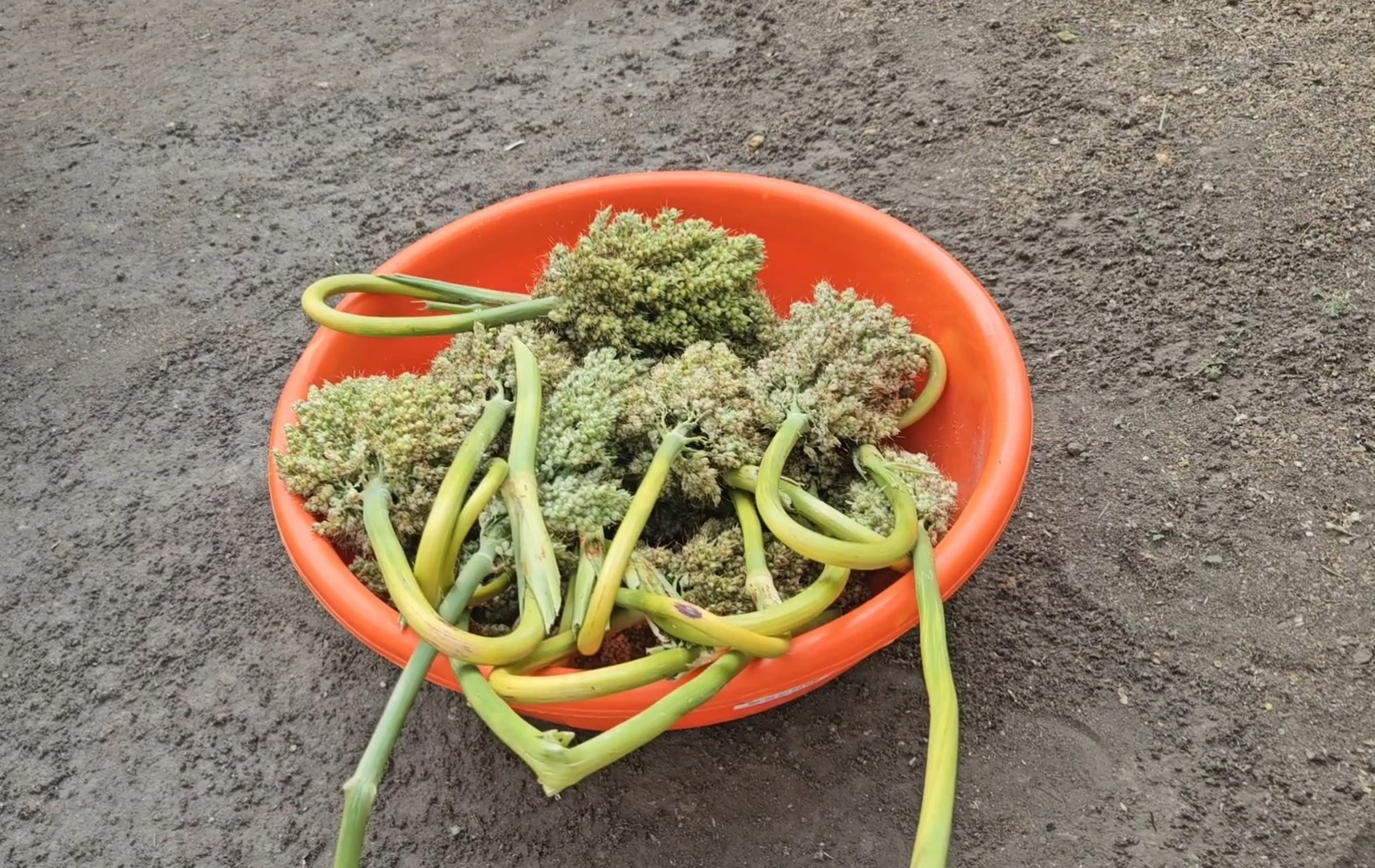 How 'Hurda' Parties Are Helping Maharashtra Farmers Earn Rs 12 Lakh