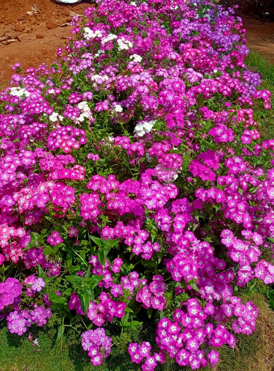 AMBALAVAYAL AGRICULTURAL RESEARCH  KERALA FLOWER SHOW 2026  POOPPOLI TICKET RATES  WAYANAD TOURISM NEWS