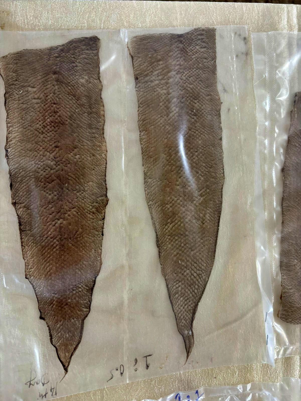 MANGALURU FISHERIES COLLEGE  LEATHER PRODUCTION FROM FISH SKIN  DAKSHINA KANNADA  ಮೀನು ಚರ್ಮ