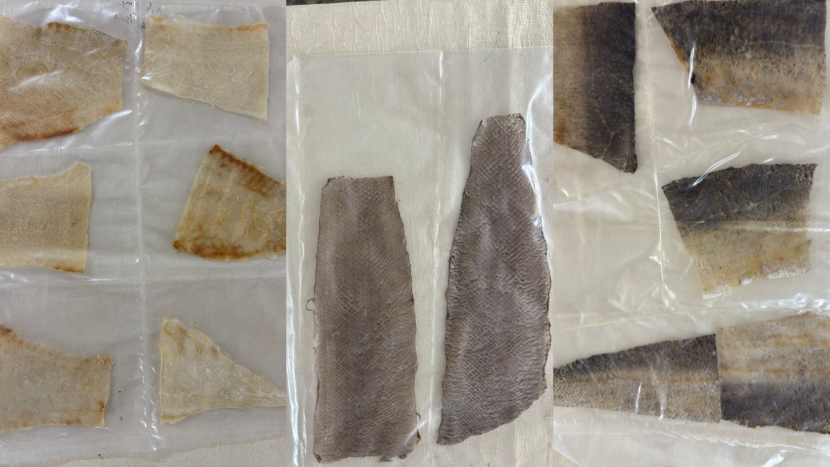 MANGALURU FISHERIES COLLEGE  LEATHER PRODUCTION FROM FISH SKIN  DAKSHINA KANNADA  ಮೀನು ಚರ್ಮ