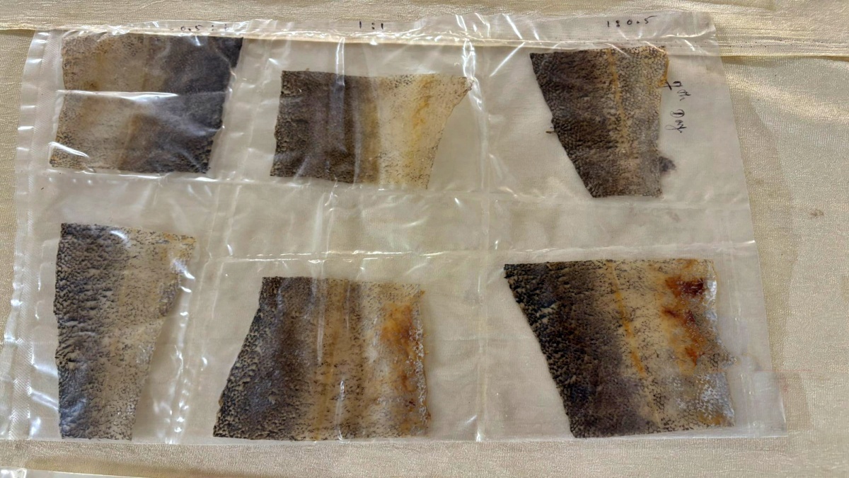 MANGALURU FISHERIES COLLEGE  LEATHER PRODUCTION FROM FISH SKIN  DAKSHINA KANNADA  ಮೀನು ಚರ್ಮ