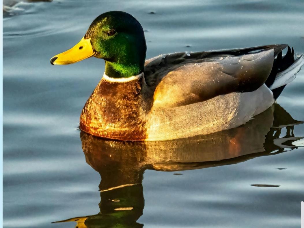 Lesser whistling duck