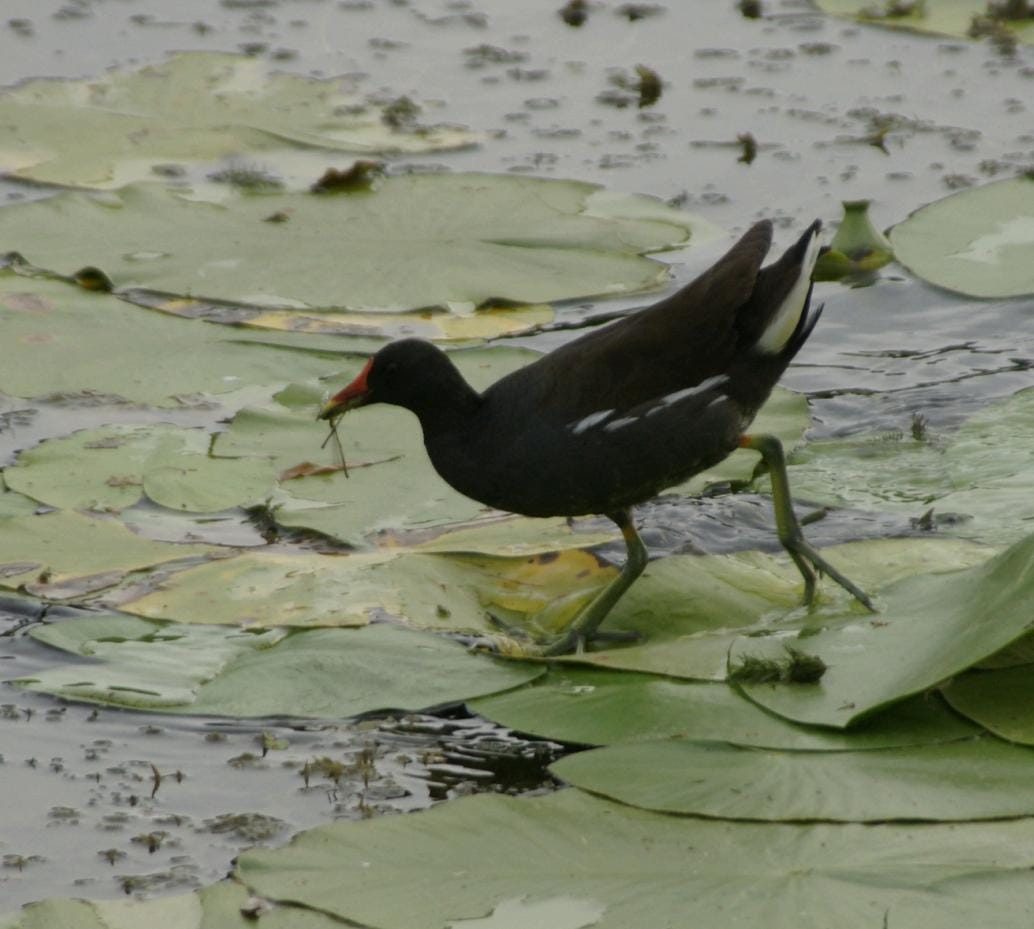 common moorhen