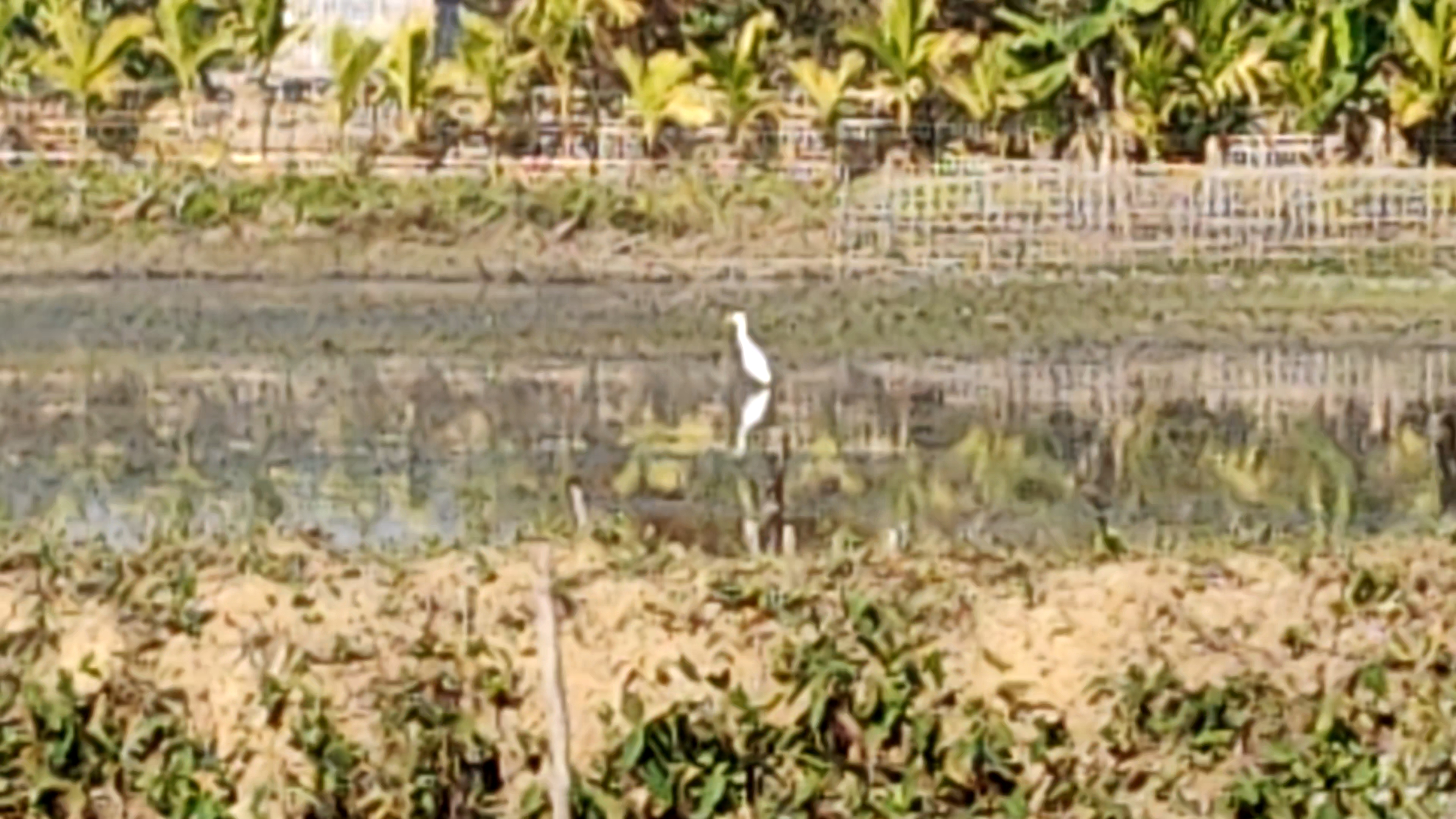 जोनाई का यह अनोखा जंगल तीन दशकों से प्रकृति और जीव-जंतुओं की सुरक्षा का प्रतीक है.