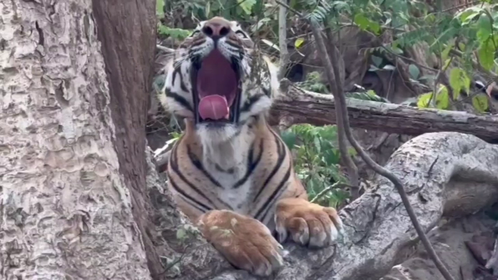 CORBETT TIGER RESERVE