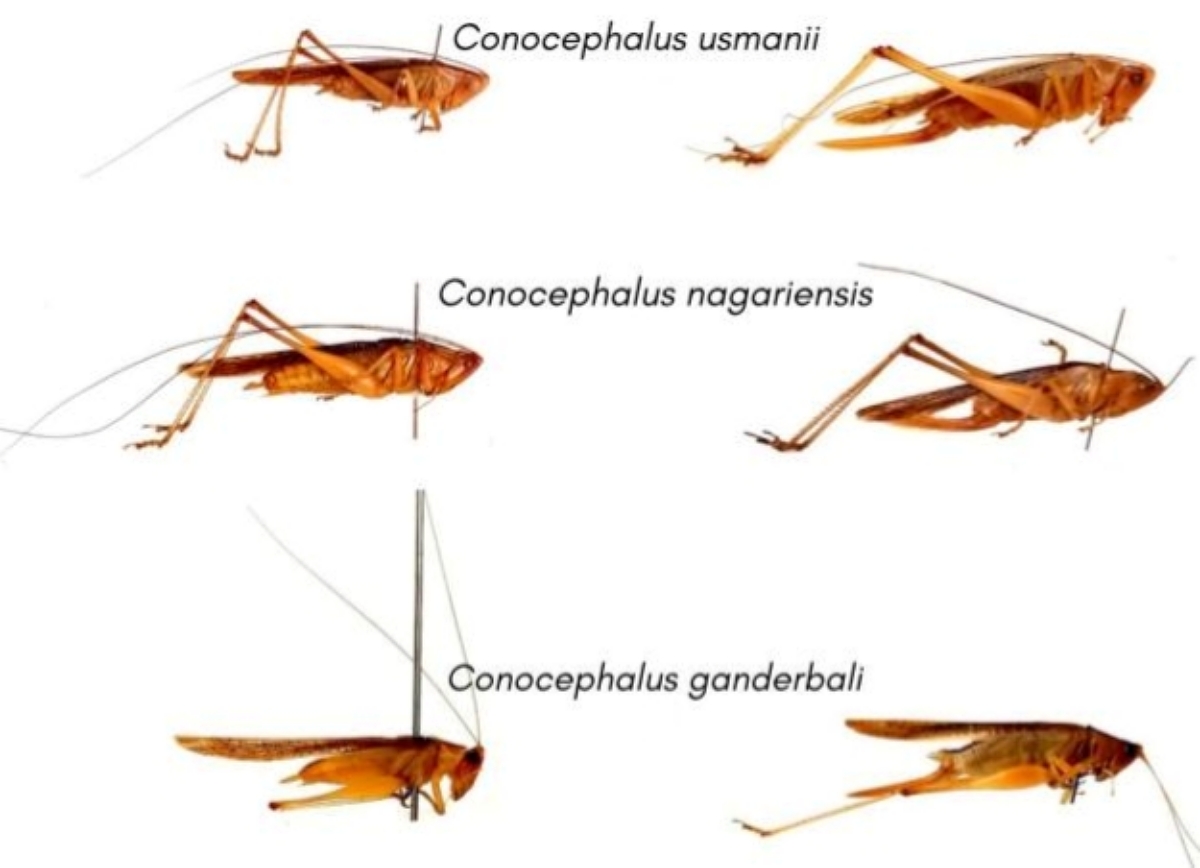 New Insect 'Songs' From Kashmir Lead Scientists To Discover Three Unknown Species