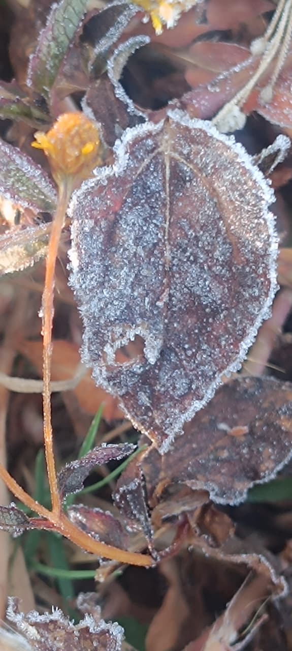 COLD WAVE BREAKS 15YR OLD RECORD