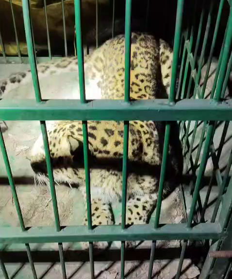 Leopard Captured in Cage
