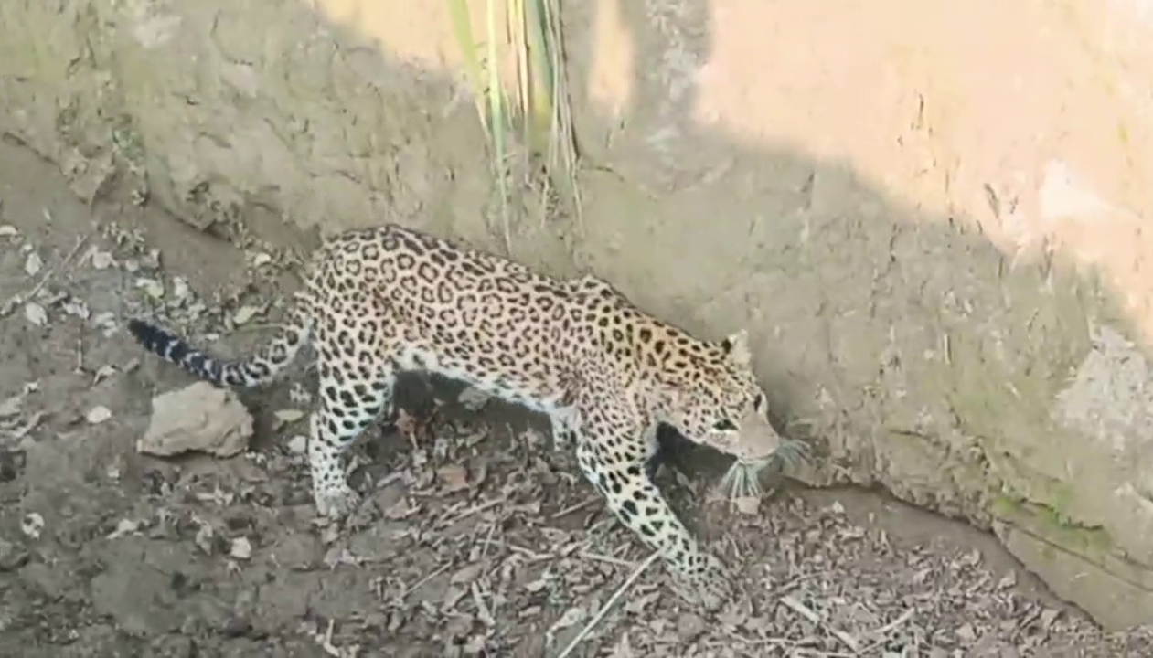 Leopard Captured in Cage