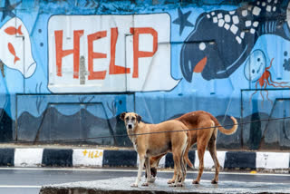 Maharashtra: Teachers In Sambhajinagar Threaten Protest Over Stray Dog Sterilisation Duties