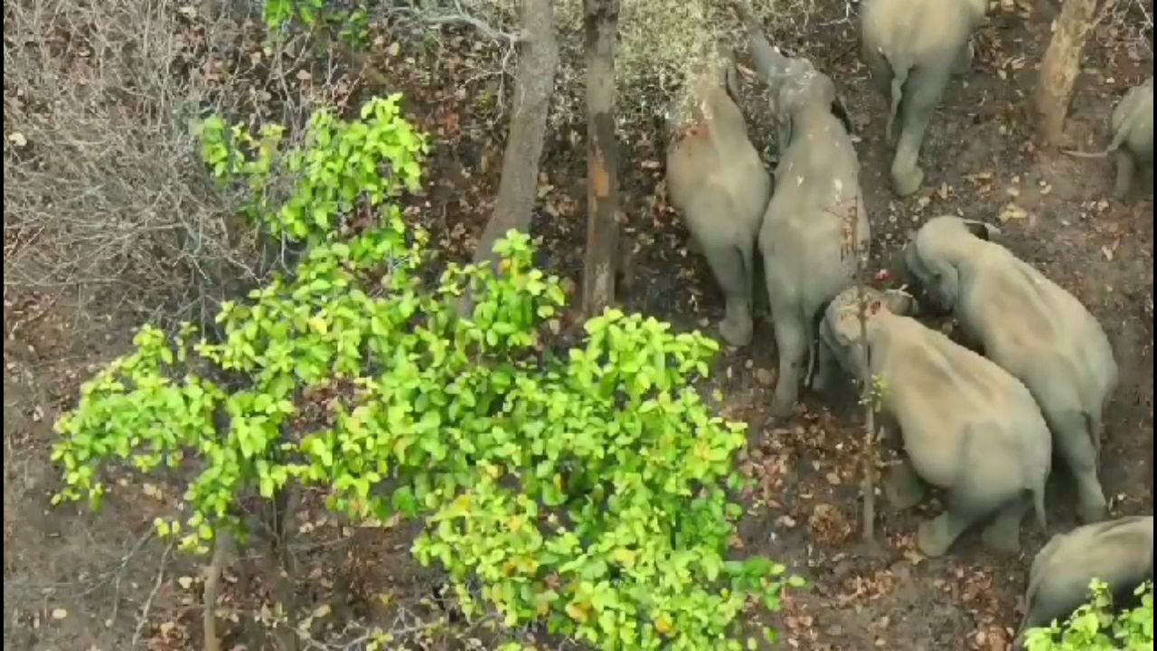 Elephants divided into small groups