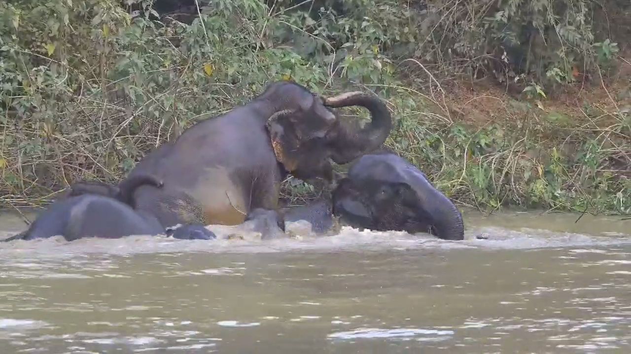 group of elephants having fun in water