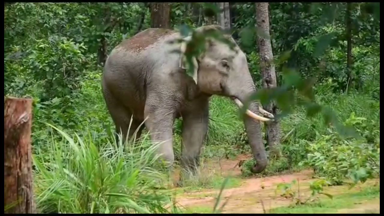 Loner elephant takes lives of many people
