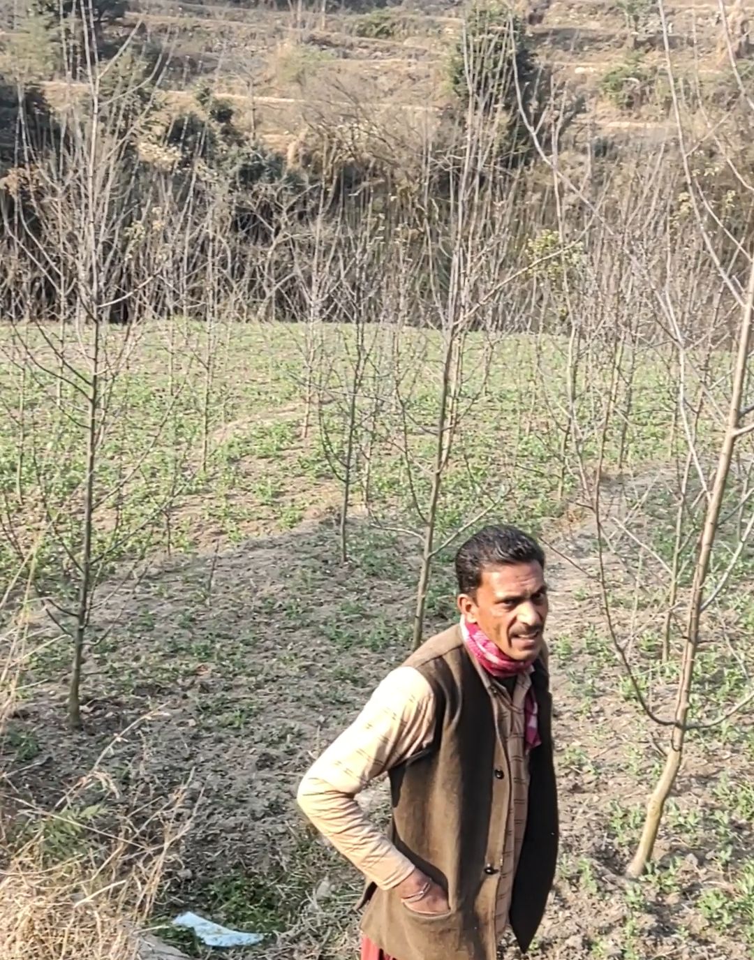 खेतों में बिना बारिश के सुख रही फसल