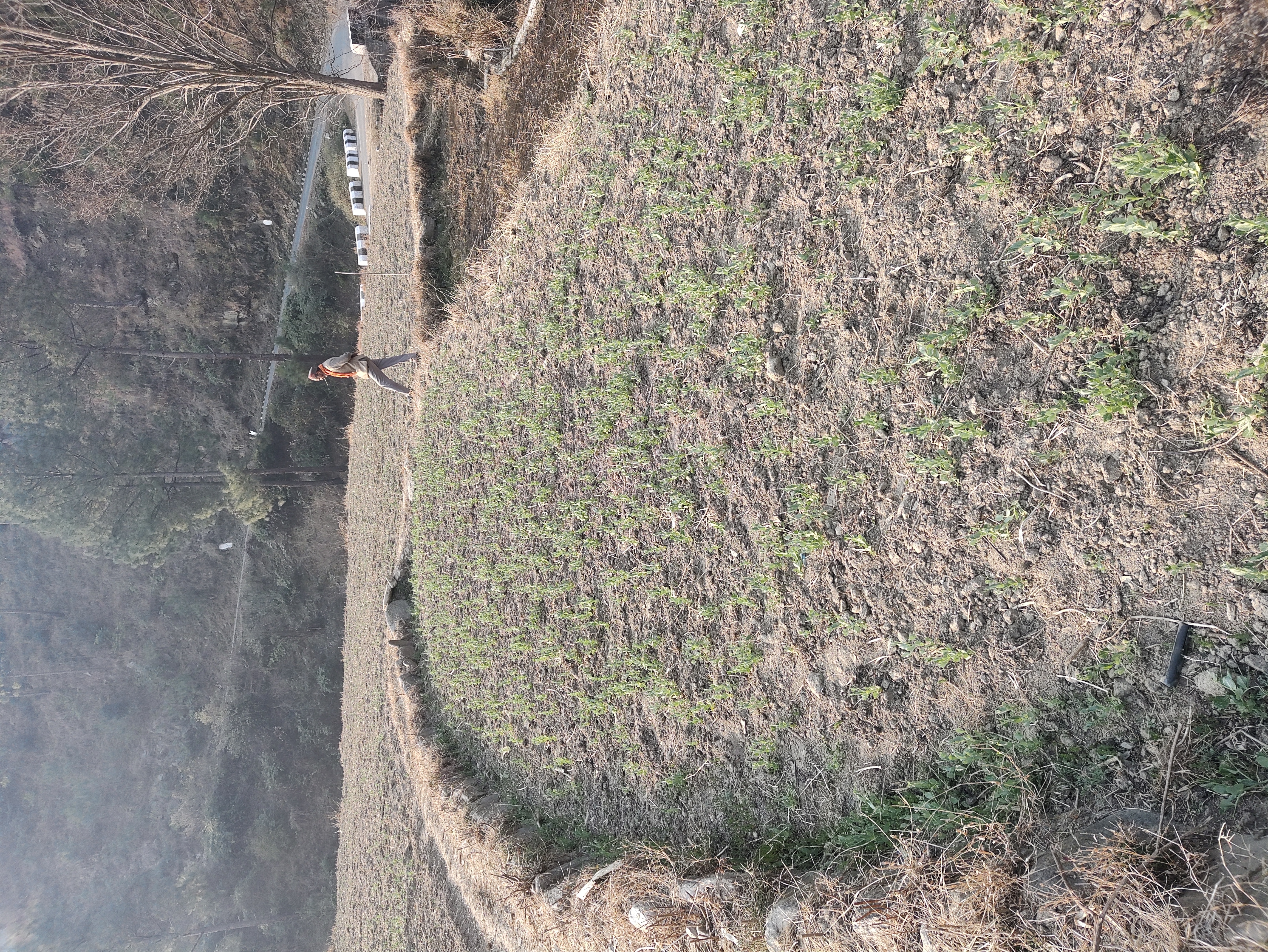 मौसम की मार से फसलों की बिजाई पर असर