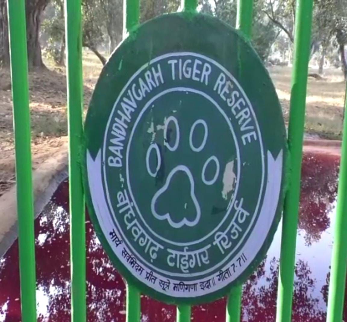 UMARIA BANDHAVGARH TIGER RESERVE