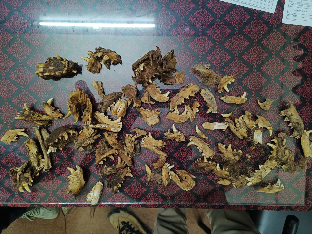 રાજપીપળામાં વાઘના નખ અને ચામડા મળ્યા