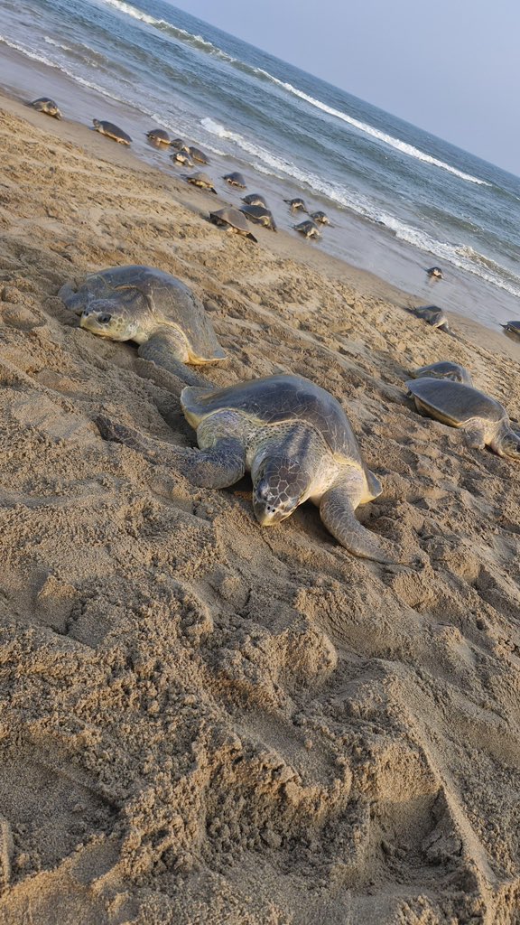 OLIVE RIDLEY NESTING