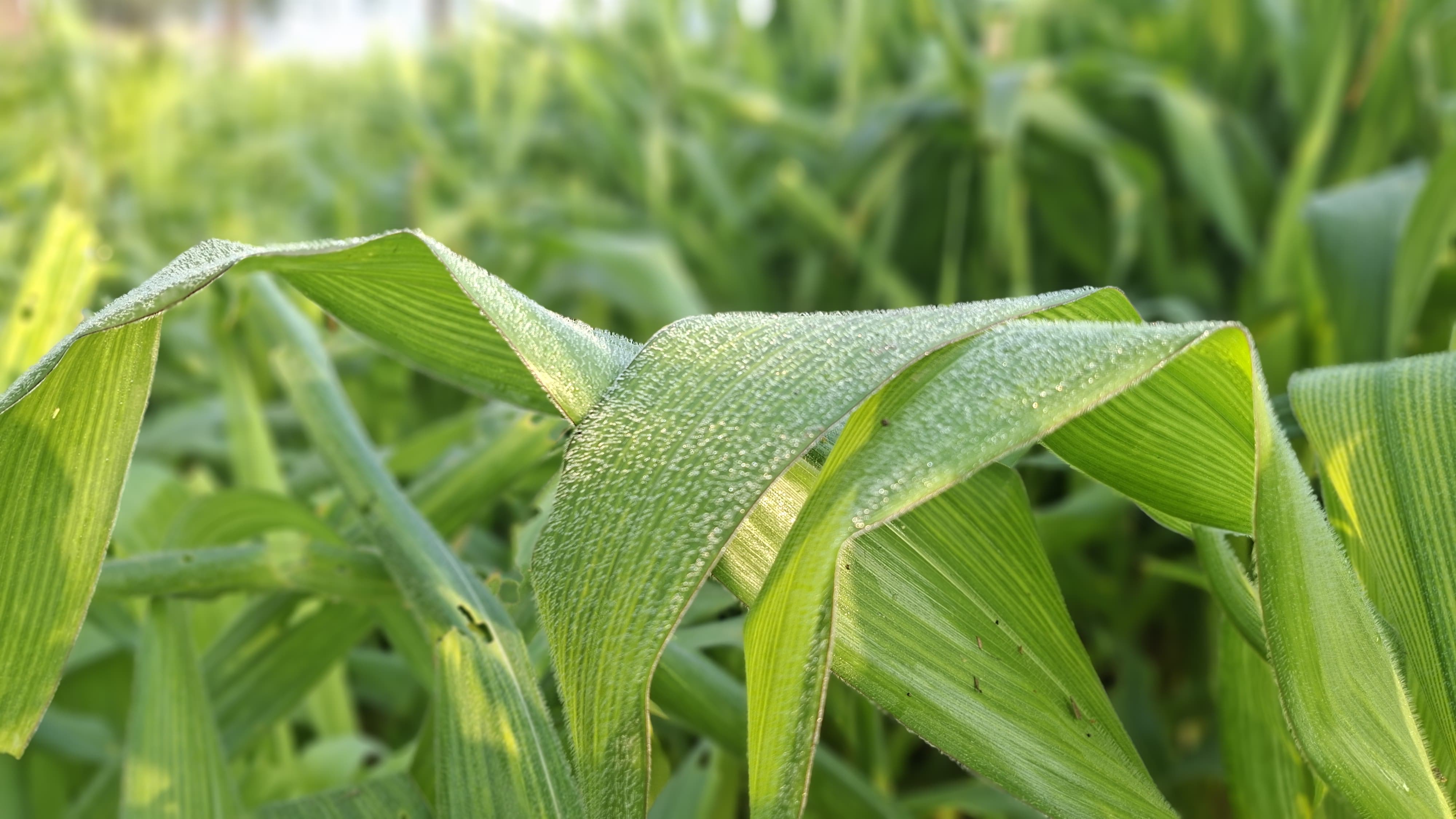 फसलों पर बर्फ की बूंदे