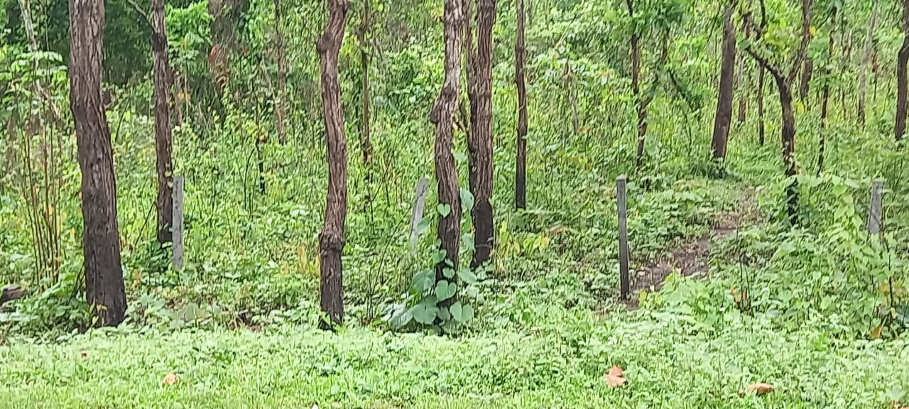 Assam Tops In Encroachment Of Forest Land Amongst Indian States