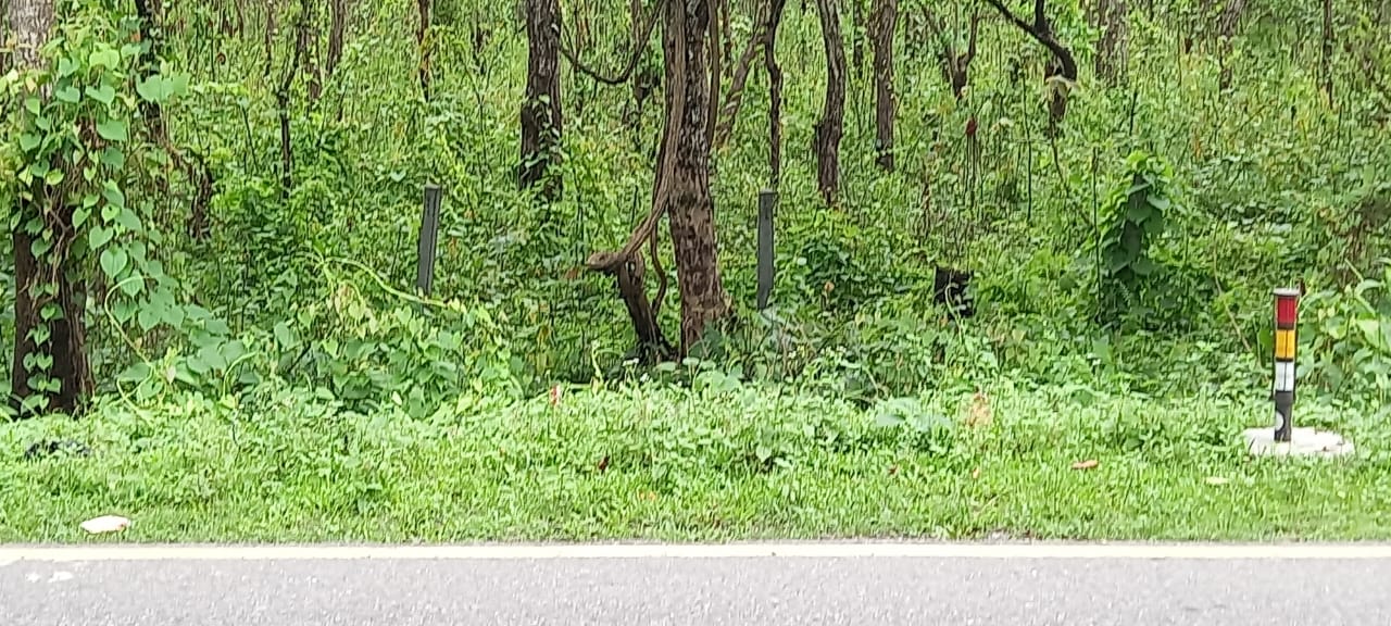 Assam Tops In Encroachment Of Forest Land Amongst Indian States