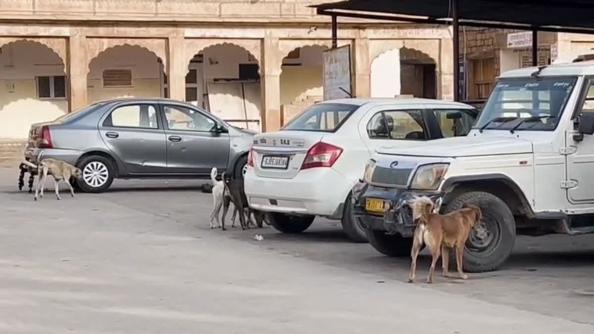 https://imgs.etvbharat.com/etvbharat/prod-images/08-02-2026/1200-675-25994365-thumbnail-16x9-dog.jpg