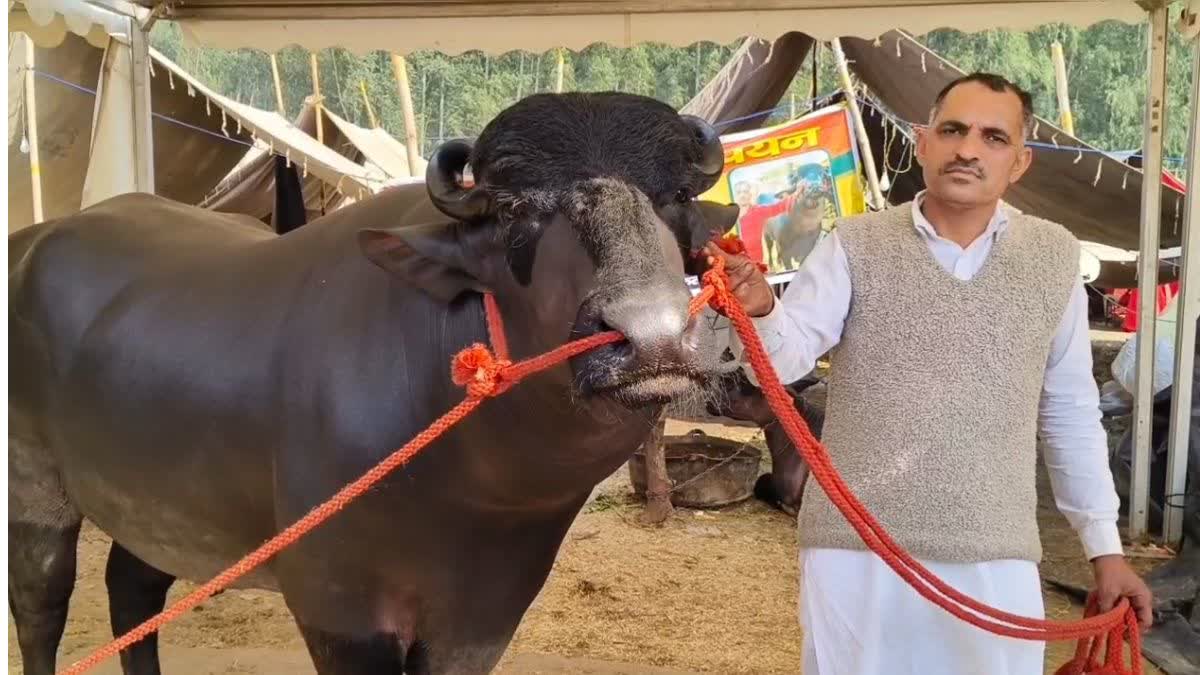 bull Kuber worth 21 crore