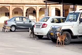 Dentist Focused On Molars To Chase Canines At Rajasthan’s Govt Hospital