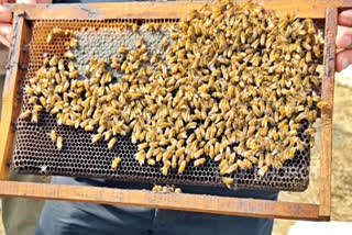 Beekeeping in Kashmir