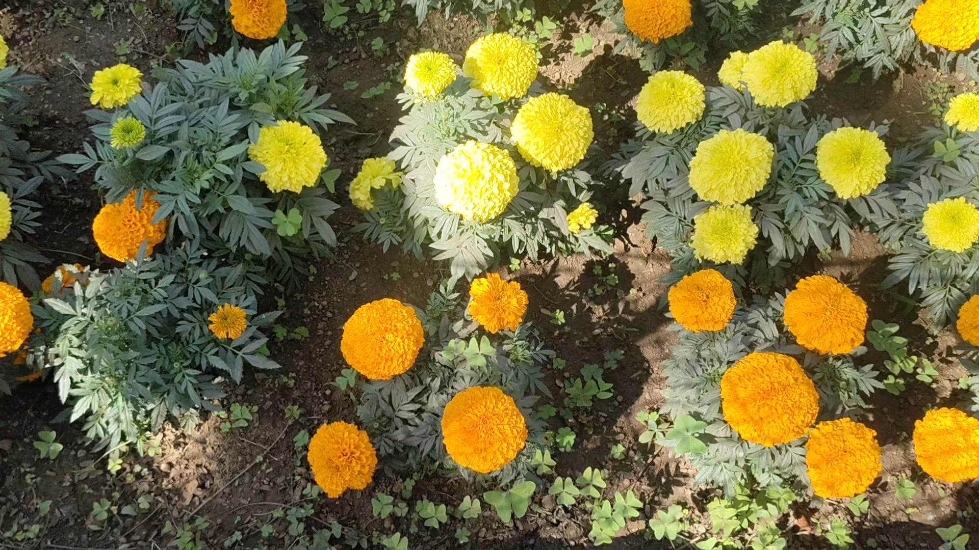 Colorful flowers in Maitri Bagh