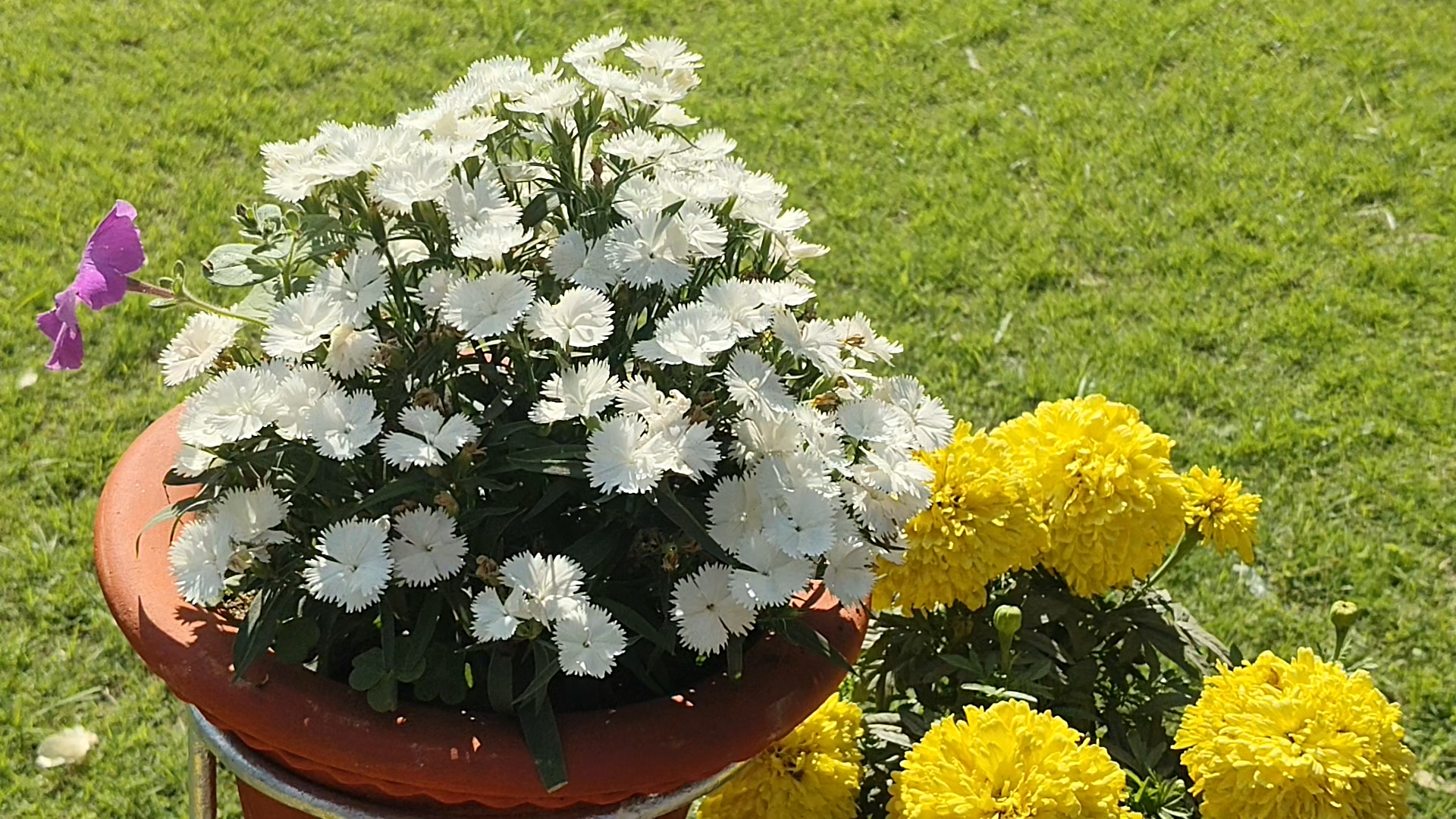 Flower show at Maitri Bagh