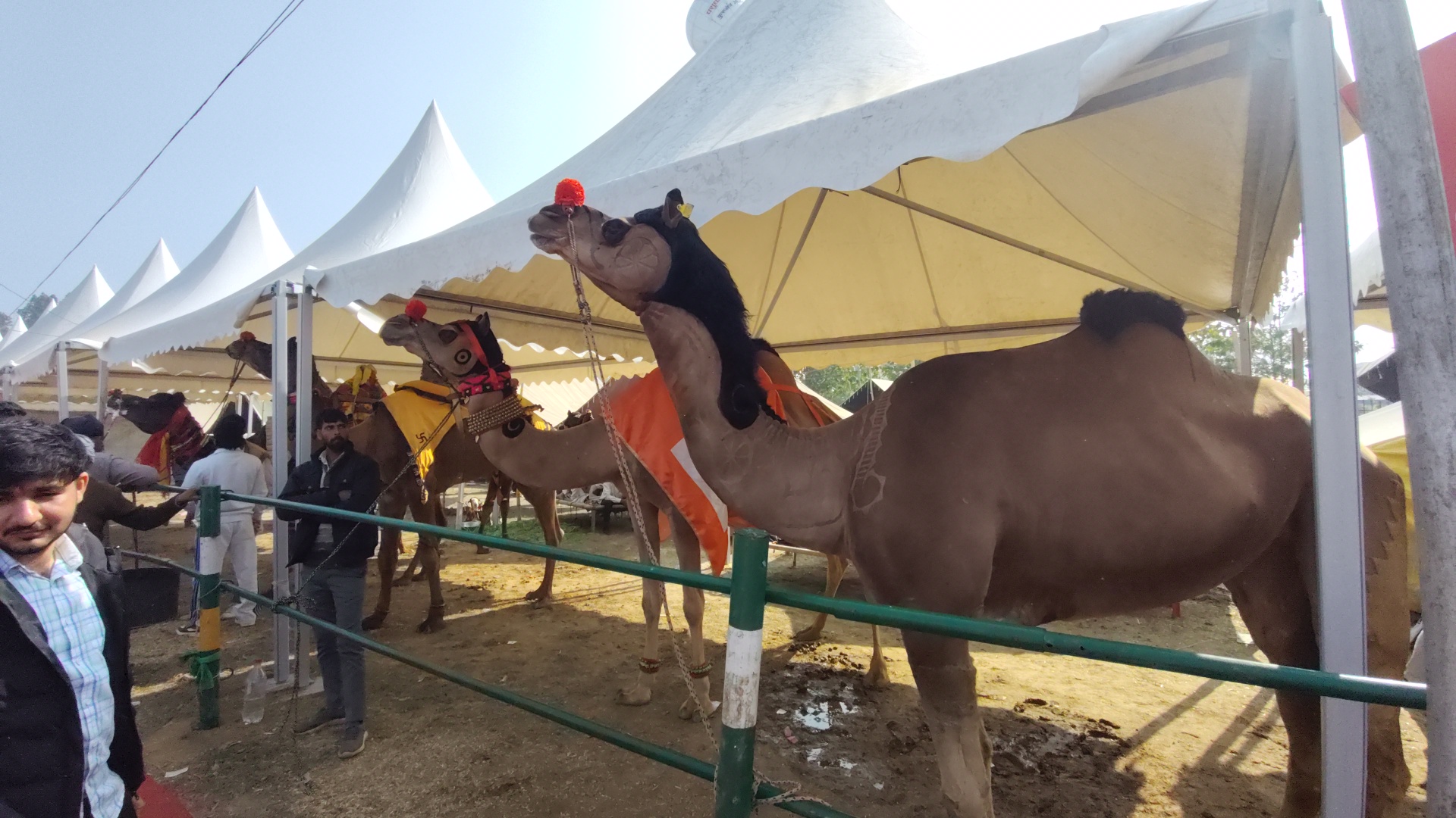 KURUKSHETRA PASHU MELA
