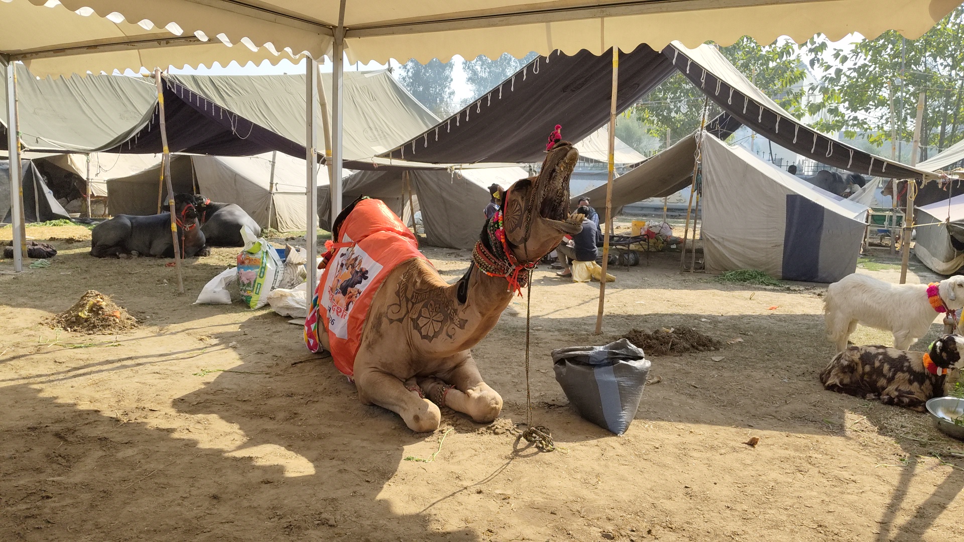 KURUKSHETRA PASHU MELA