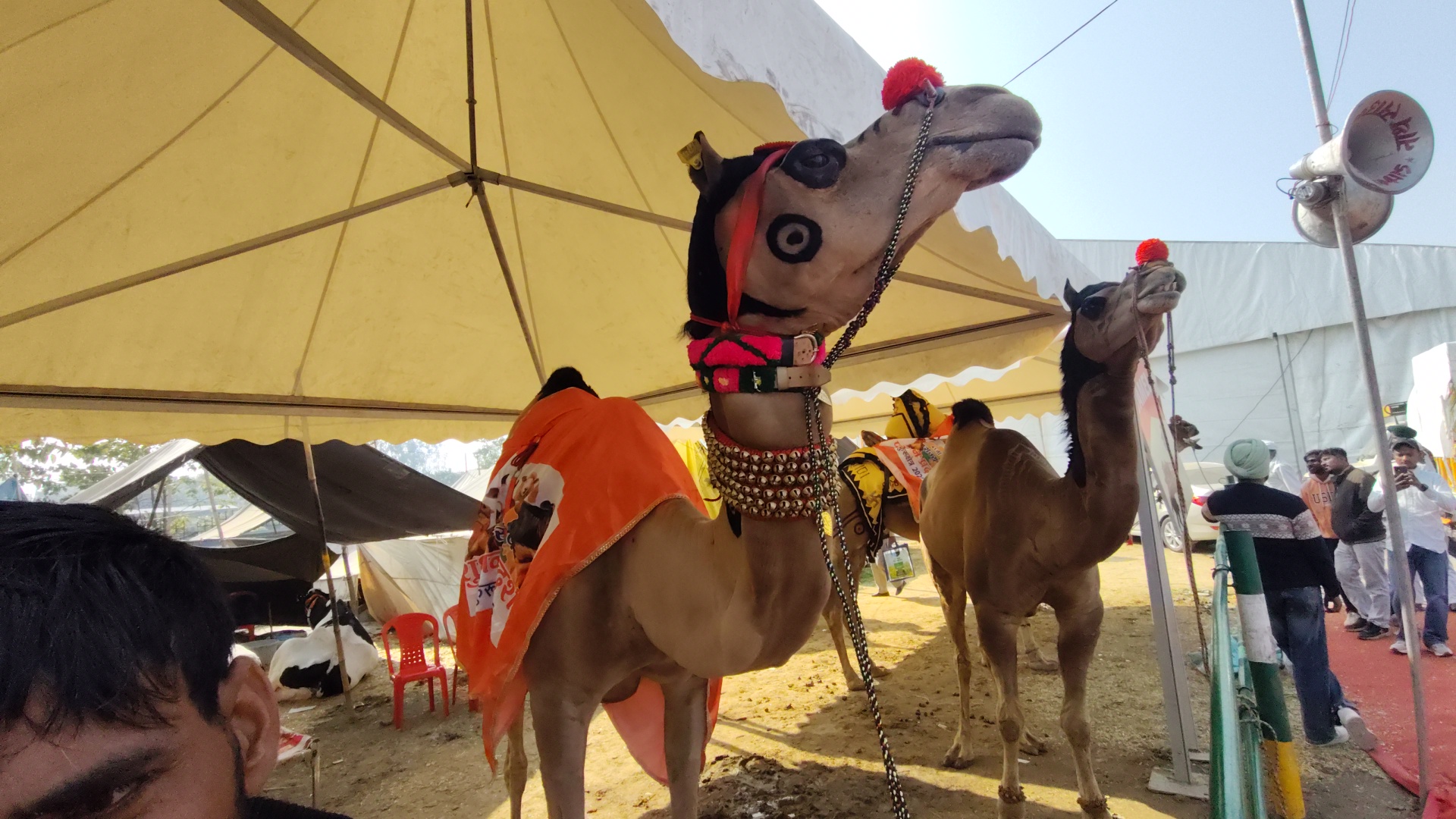 KURUKSHETRA PASHU MELA