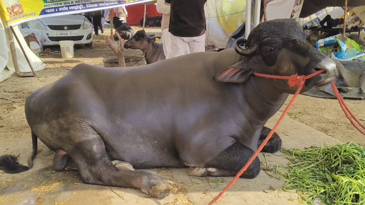 bull Kuber worth 21 crore