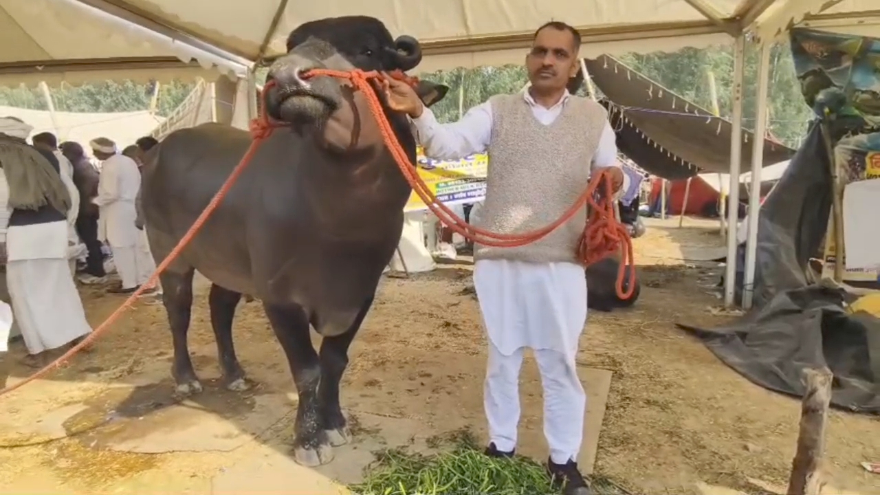 bull Kuber worth 21 crore