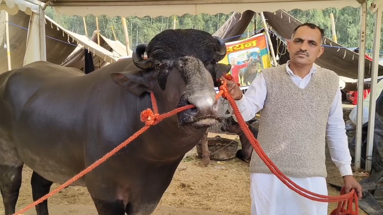 bull Kuber worth 21 crore