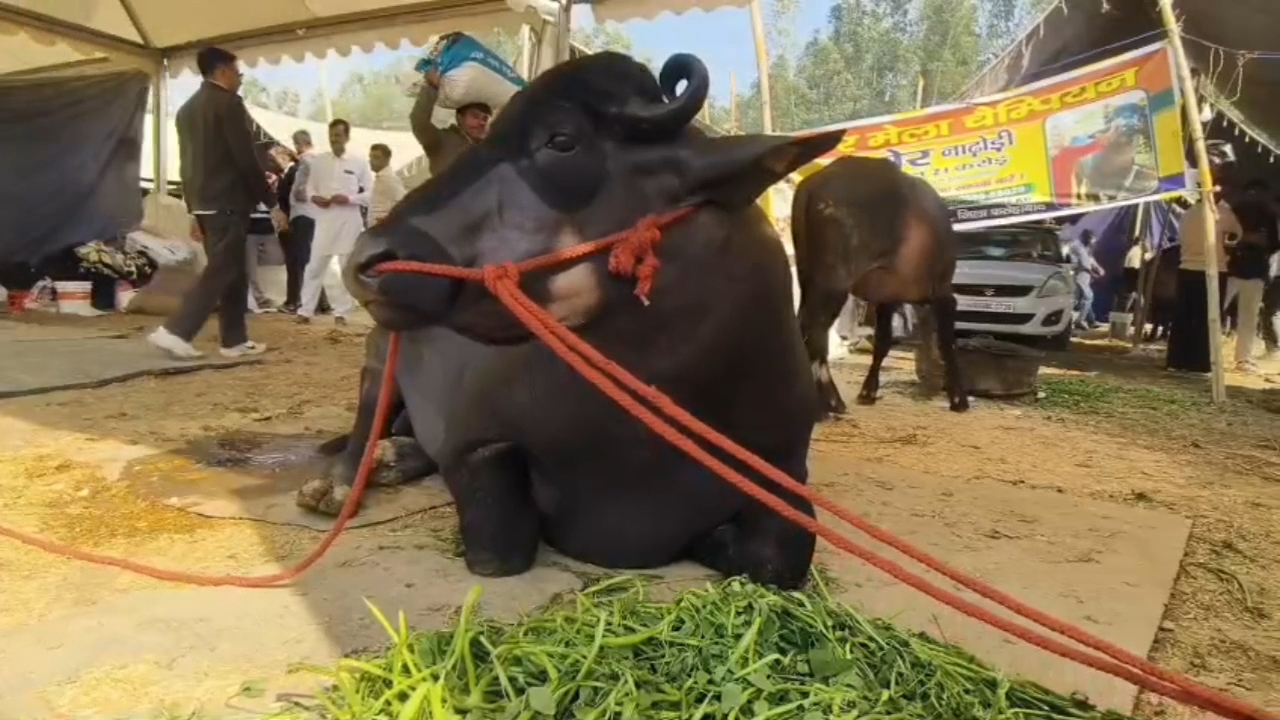 bull Kuber worth 21 crore