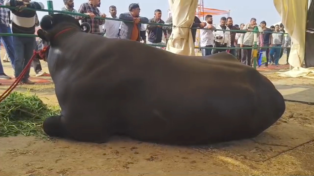 bull Kuber worth 21 crore