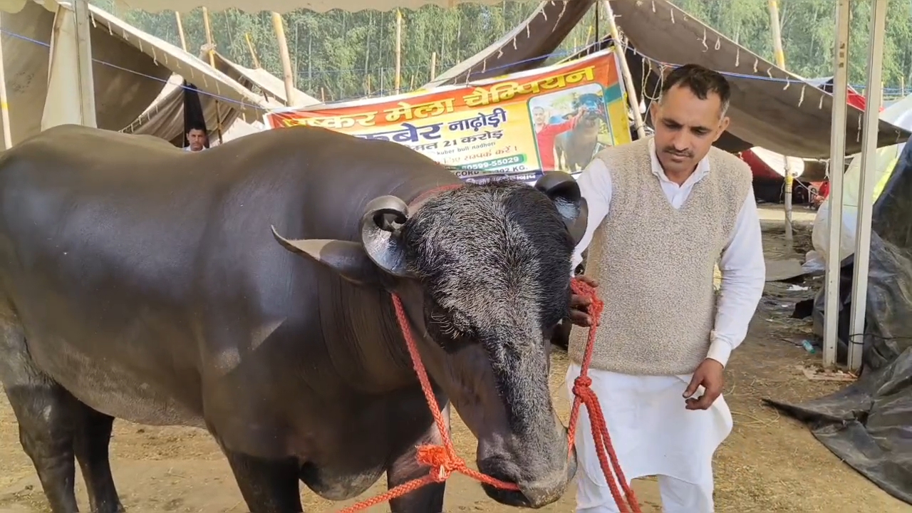 bull Kuber worth 21 crore