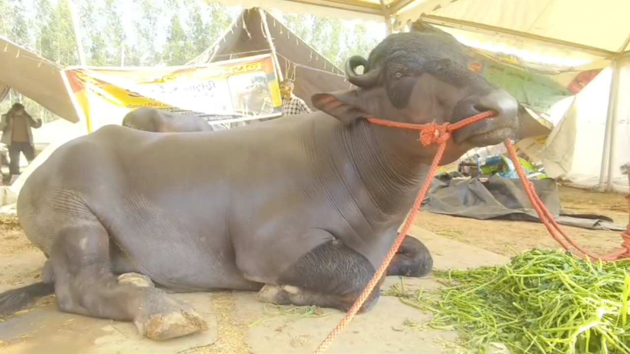 bull Kuber worth 21 crore