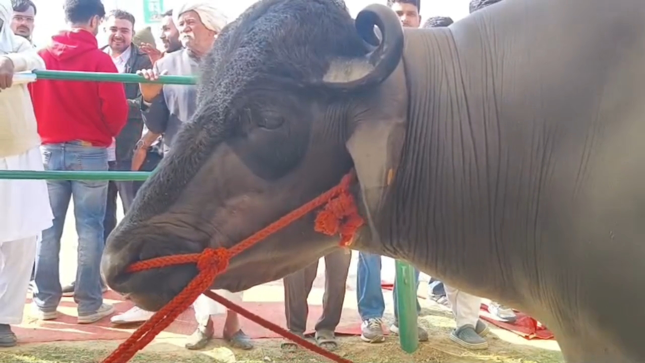 bull Kuber worth 21 crore